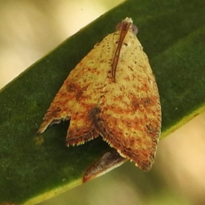 Meritastis ursina (A Tortricid moth) at Tharwa, ACT - 30 Jan 2024 by JohnBundock