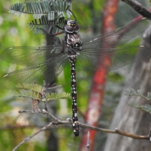 Austroaeschna multipunctata at Namadgi National Park - 31 Jan 2024