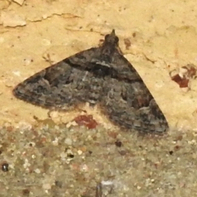 Phrissogonus laticostata (Apple looper moth) at Wanniassa, ACT - 30 Jan 2024 by JohnBundock