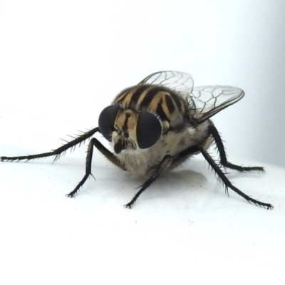 Apiocera moerens (Flower-loving Fly) at Wanniassa, ACT - 30 Jan 2024 by JohnBundock