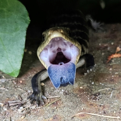 Tiliqua scincoides scincoides (Eastern Blue-tongue) at QPRC LGA - 31 Jan 2024 by MatthewFrawley