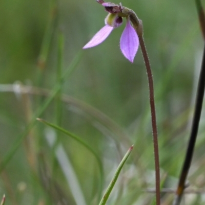 Eriochilus magenteus (Magenta Autumn Orchid) at Namadgi National Park - 30 Jan 2024 by Frogmouth