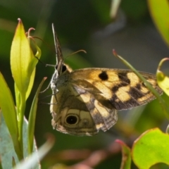 Heteronympha cordace (Bright-eyed Brown) at Namadgi National Park - 30 Jan 2024 by Frogmouth