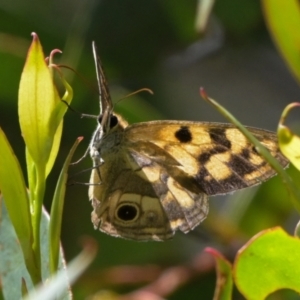 Heteronympha cordace at Namadgi National Park - 30 Jan 2024 11:40 AM