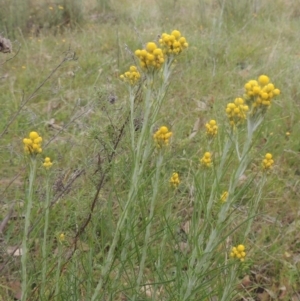 Chrysocephalum semipapposum at Mulligans Flat - 4 Nov 2023