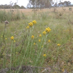 Chrysocephalum semipapposum at Mulligans Flat - 4 Nov 2023