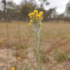 Chrysocephalum semipapposum at Mulligans Flat - 4 Nov 2023