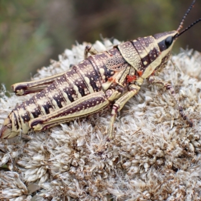 Monistria concinna (Southern Pyrgomorph) at Tidbinbilla Nature Reserve - 31 Jan 2024 by FeralGhostbat