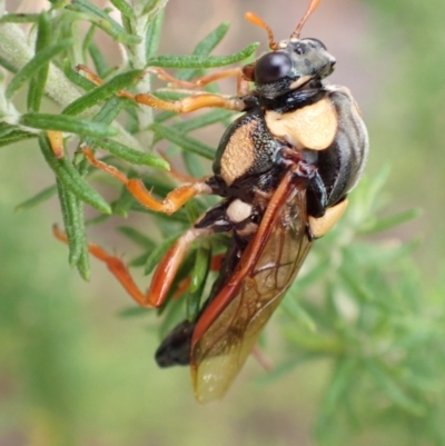 Perga affinis (Large Green Sawfly) at Kambah, ACT - 30 Jan 2024 by FeralGhostbat