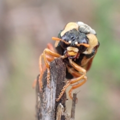 Perga affinis at Tidbinbilla Nature Reserve - 31 Jan 2024