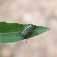 Diphucephala sp. (genus) (Green Scarab Beetle) at Kambah, ACT - 30 Jan 2024 by FeralGhostbat