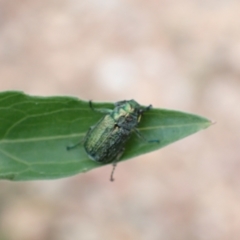 Diphucephala sp. (genus) (Green Scarab Beetle) at Tidbinbilla Nature Reserve - 31 Jan 2024 by FeralGhostbat
