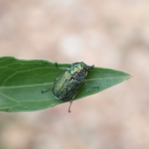 Diphucephala sp. (genus) at Tidbinbilla Nature Reserve - 31 Jan 2024