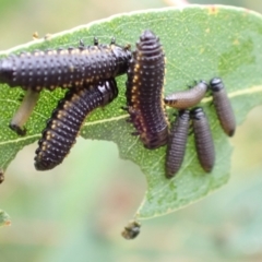 Paropsis (paropsine) genus-group (Unidentified 'paropsine' leaf beetle) at Tidbinbilla Nature Reserve - 30 Jan 2024 by FeralGhostbat