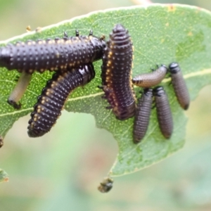 Paropsis (paropsine) genus-group at Tidbinbilla Nature Reserve - 31 Jan 2024