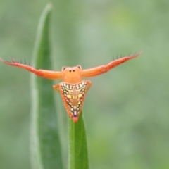 Arkys walckenaeri (Triangle spider) at Tidbinbilla Nature Reserve - 30 Jan 2024 by FeralGhostbat