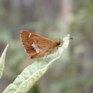 Dispar compacta at Tidbinbilla Nature Reserve - 31 Jan 2024