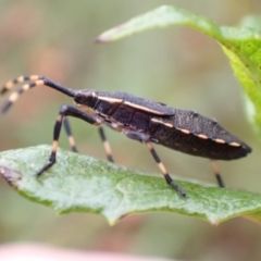 Coreidae (family) (Coreid plant bug) at Kambah, ACT - 30 Jan 2024 by FeralGhostbat