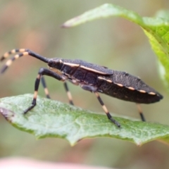 Coreidae (family) (Coreid plant bug) at Tidbinbilla Nature Reserve - 31 Jan 2024 by FeralGhostbat