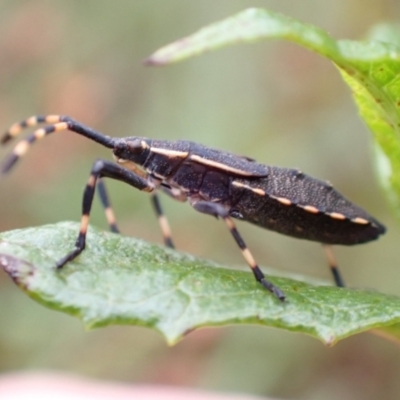 Coreidae (family) (Coreid plant bug) at Tidbinbilla Nature Reserve - 30 Jan 2024 by FeralGhostbat