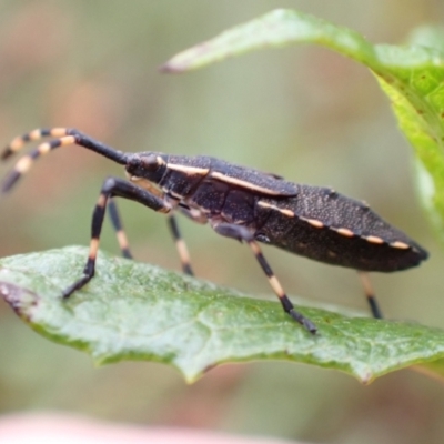 Coreidae (family) (Coreid plant bug) at Kambah, ACT - 30 Jan 2024 by FeralGhostbat