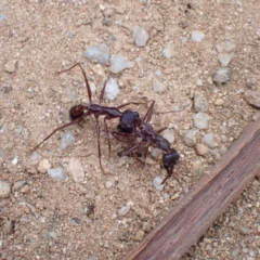 Myrmecia forficata (A Bull ant) at Tidbinbilla Nature Reserve - 31 Jan 2024 by FeralGhostbat
