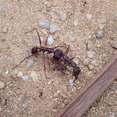 Myrmecia forficata (A Bull ant) at Tidbinbilla Nature Reserve - 31 Jan 2024 by FeralGhostbat