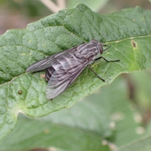 Dasybasis sp. (genus) at Tidbinbilla Nature Reserve - 31 Jan 2024