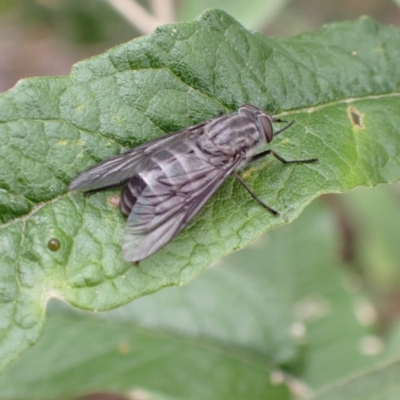 Dasybasis sp. (genus) (A march fly) at Tidbinbilla Nature Reserve - 31 Jan 2024 by FeralGhostbat