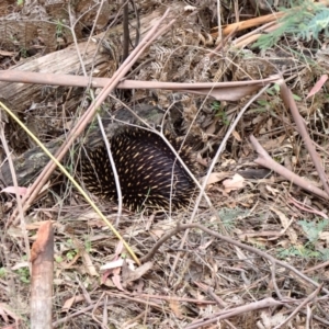 Tachyglossus aculeatus at Tidbinbilla Nature Reserve - 31 Jan 2024