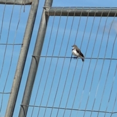 Epthianura albifrons (White-fronted Chat) at Denman Prospect, ACT - 28 Jan 2024 by HelenaWalker