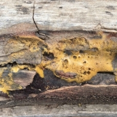 Unverified Other fungi on wood at Black Mountain - 31 Jan 2024 by RWPurdie