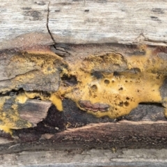 Unidentified Other fungi on wood at Acton, ACT - 31 Jan 2024 by RWPurdie