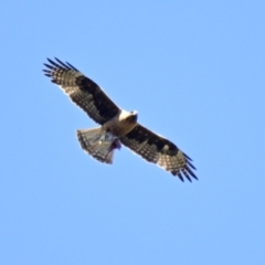 Hieraaetus morphnoides (Little Eagle) at Acton, ACT - 31 Jan 2024 by Thurstan