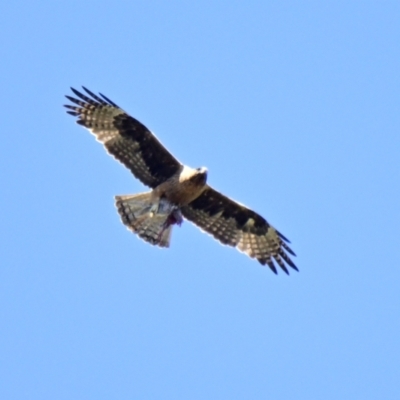 Hieraaetus morphnoides (Little Eagle) at Acton, ACT - 31 Jan 2024 by Thurstan