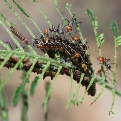 Jalmenus sp. (genus) (An unidentified hairstreak butterfly) by LisaH