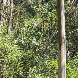 Eucalyptus camphora subsp. humeana at Uriarra Village, ACT - 1 Feb 2024 12:30 PM