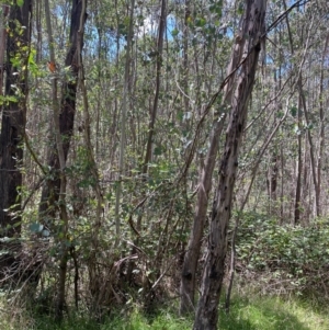 Eucalyptus camphora subsp. humeana at Uriarra Village, ACT - 1 Feb 2024