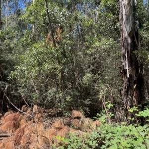 Eucalyptus camphora subsp. humeana at Uriarra Village, ACT - 1 Feb 2024 11:43 AM