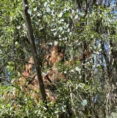 Eucalyptus camphora subsp. humeana at Uriarra Village, ACT - 1 Feb 2024