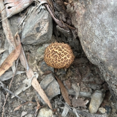Boletellus sp. (genus) (A Bolete) at Black Mountain - 26 Jan 2024 by HelenaWalker
