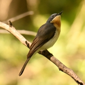 Myiagra rubecula at ANBG - 1 Feb 2024 11:03 AM