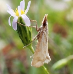 Sedenia cervalis (A Crambid moth (Spilomelinae)) at Aranda, ACT - 31 Jan 2024 by CathB