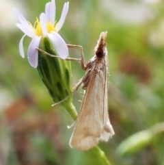 Sedenia cervalis (A Crambid moth (Spilomelinae)) at Aranda Bushland - 1 Feb 2024 by CathB