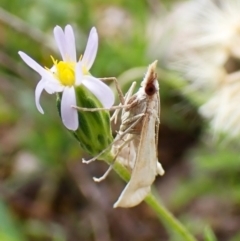 Sedenia cervalis at Aranda Bushland - 1 Feb 2024