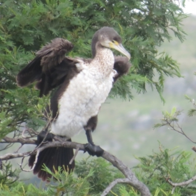 Phalacrocorax varius (Pied Cormorant) at Dunlop, ACT - 24 Jan 2024 by Christine