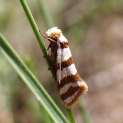 Eulechria contentella (A concealer moth) at Aranda, ACT - 31 Jan 2024 by CathB