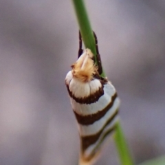 Eulechria contentella at Aranda Bushland - 1 Feb 2024