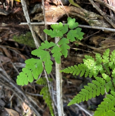 Histiopteris incisa (Bat's-Wing Fern) at Uriarra Village, ACT - 1 Feb 2024 by Rebeccaryanactgov