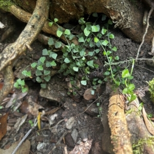 Asplenium flabellifolium at Uriarra Village, ACT - 1 Feb 2024